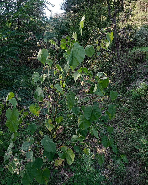 podslnečník theofrastov Abutilon theophrasti Medik.