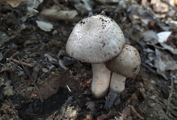 pečiarka lesná Agaricus sylvaticus Schaeff.