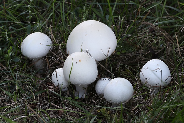 pečiarka páchnuca Agaricus xanthodermus Genev.