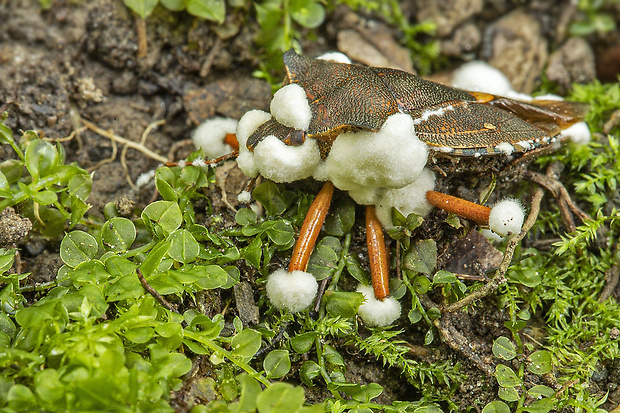 bovéria Beauveria sp.