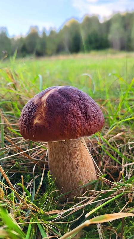 hríb smrekový Boletus edulis Bull.