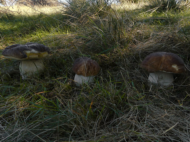 hríb smrekový Boletus edulis Bull.