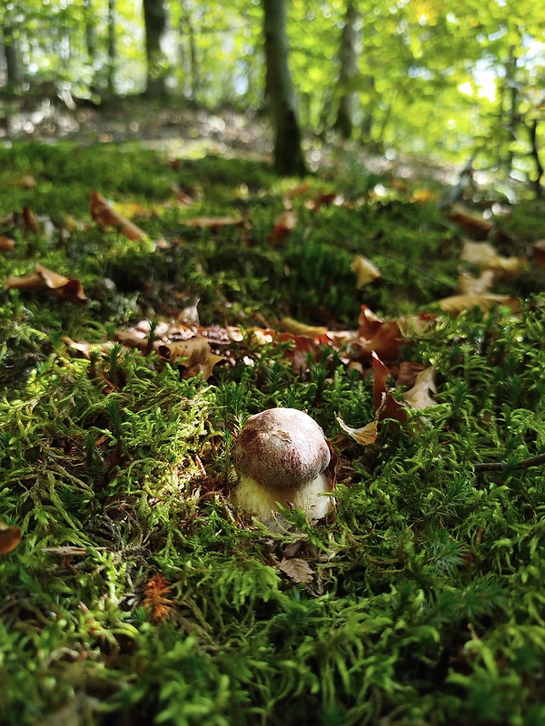 hríb sosnový Boletus pinophilus Pil. et Dermek in Pil.