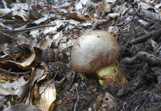 hríb príveskatý Butyriboletus appendiculatus (Schaeff. ex Fr.) Secr.