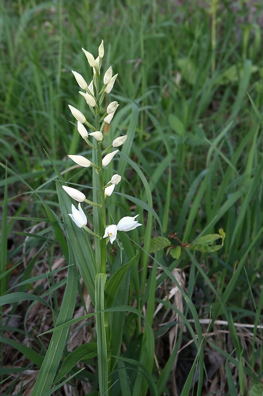 prilbovka dlholistá Cephalanthera longifolia (L.) Fritsch