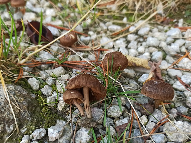 pavučinovec Cortinarius sp.