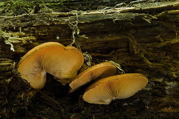 pahliva šafranová Crepidotus crocophyllus (Berk.) Sacc.