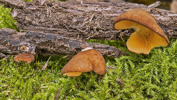 pahliva šafranová Crepidotus crocophyllus (Berk.) Sacc.