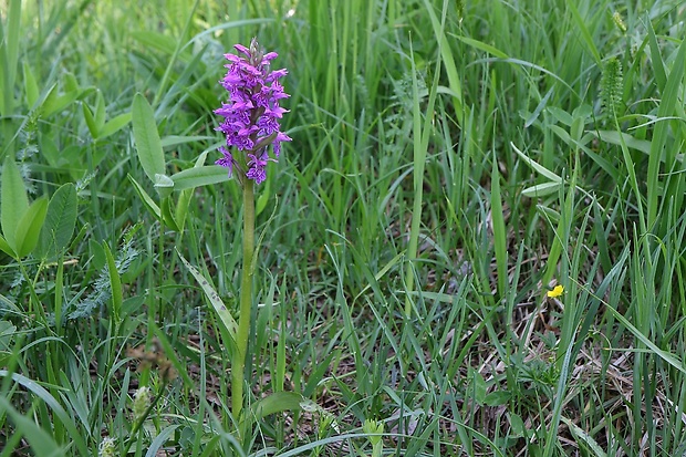 vstavačovec májový pravý Dactylorhiza majalis subsp. majalis (Reincherb.) Hunt & Summerh.