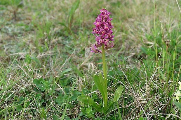 vstavačovec bazový Dactylorhiza sambucina (L.) Soó