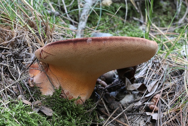 pečeňovec dubový Fistulina hepatica (Schaeff.) With.