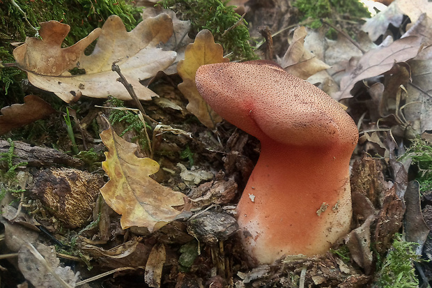 pečeňovec dubový Fistulina hepatica (Schaeff.) With.