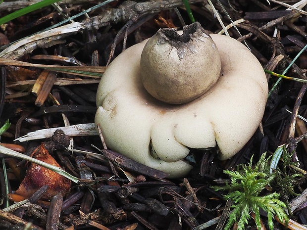 hviezdovka strapkatá Geastrum fimbriatum Fr.