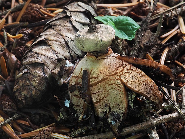 hviezdovka golierikovitá Geastrum striatum DC.