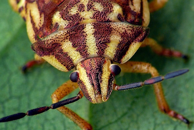 bzdocha pásavá (sk) / kněžice pásovaná (cz) Graphosoma italicum (O. F. Müller)