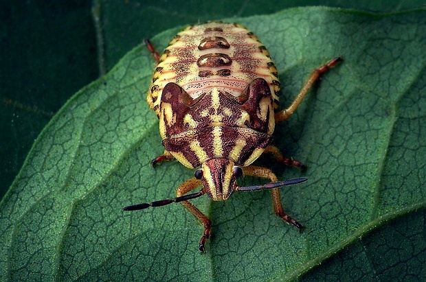 bzdocha pásavá (sk) / kněžice pásovaná (cz) Graphosoma italicum (O. F. Müller)