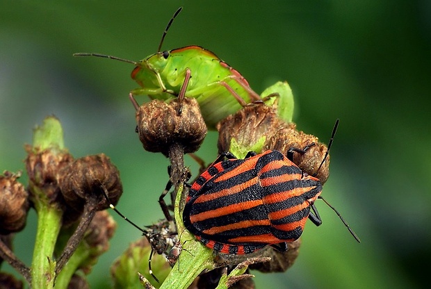 bzdocha pásavá (sk) / kněžice pásovaná (cz) Graphosoma italicum (O. F. Müller)