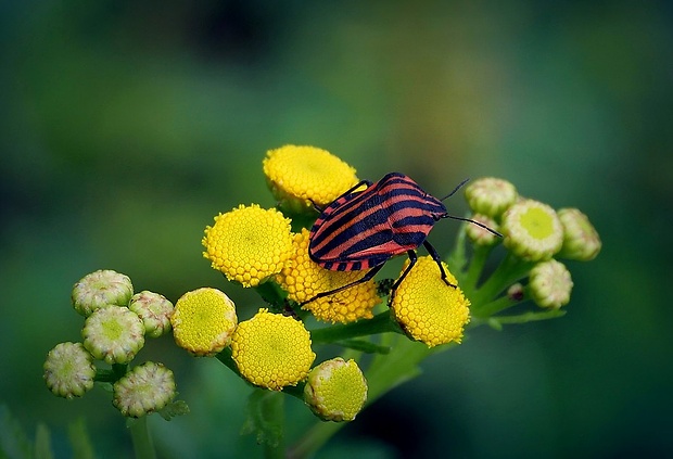 bzdocha pásavá (sk) / kněžice pásovaná (cz) Graphosoma italicum (O. F. Müller)