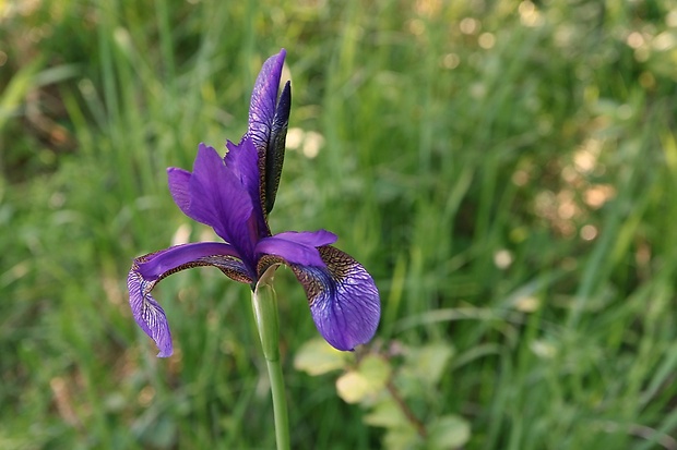 kosatec sibírsky Iris sibirica L.