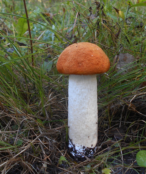 kozák osikový Leccinum albostipitatum den Bakker & Noordel.