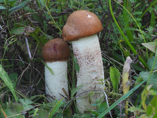 kozák dubový Leccinum aurantiacum (Bull.) Gray