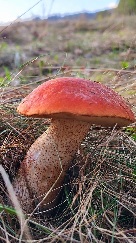 kozák dubový Leccinum aurantiacum (Bull.) Gray