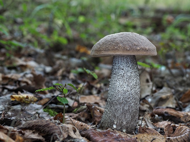 kozák topoľový Leccinum duriusculum (Schulzer ex Kalchbr.) Singer