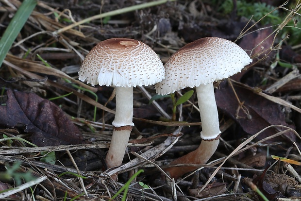 bedlička páchnúca Lepiota cristata Barla