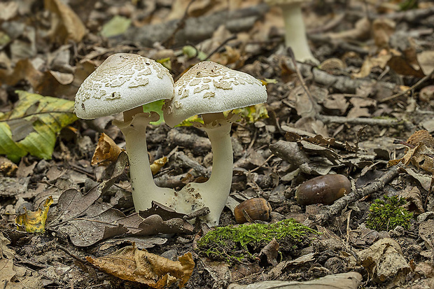 bedlička Lepiota sp.