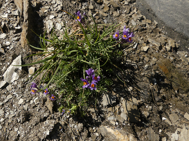 pyštek alpínsky Linaria alpina (L.) Mill.