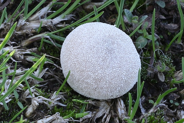 prášnica bradavičnatá Lycoperdon perlatum Pers.