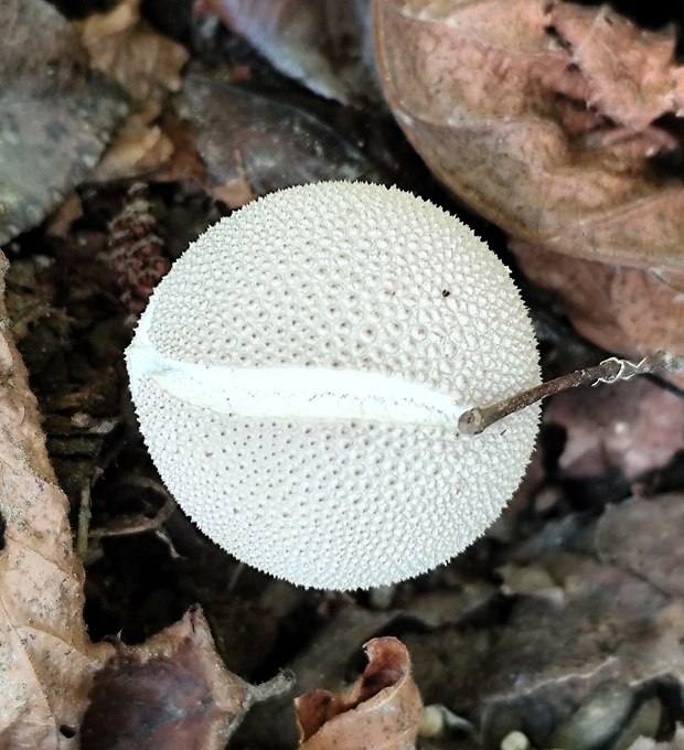 prášnica bradavičnatá Lycoperdon perlatum Pers.