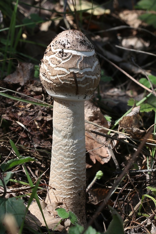 bedľa vysoká Macrolepiota procera (Scop.) Singer