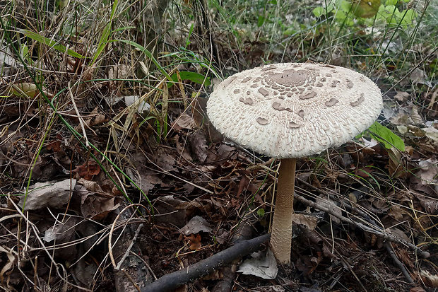 bedľa vysoká Macrolepiota procera (Scop.) Singer