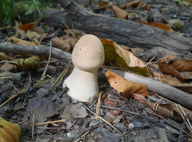 bedľa vysoká Macrolepiota procera (Scop.) Singer