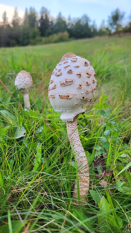 bedľa vysoká Macrolepiota procera (Scop.) Singer