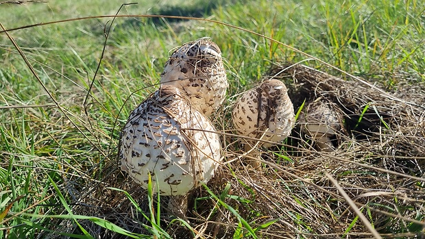 bedľa vysoká Macrolepiota procera (Scop.) Singer