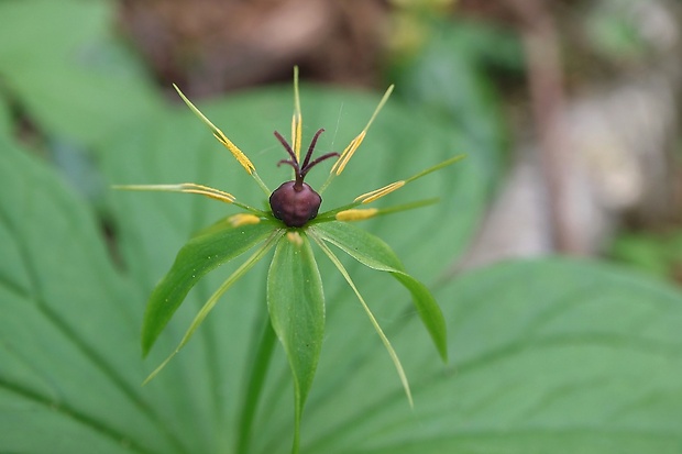 vranovec štvorlistý Paris quadrifolia L.