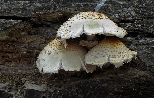 šupinovka bledookrajová Pholiota squarrosoides (Peck) Sacc.