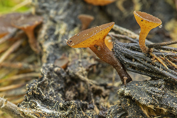 terčovka Rutstroemia sp.