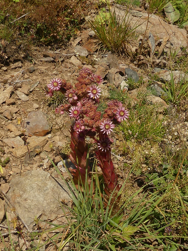 skalnica wettsteinova Sempervivum wettsteinii Letz, ined.