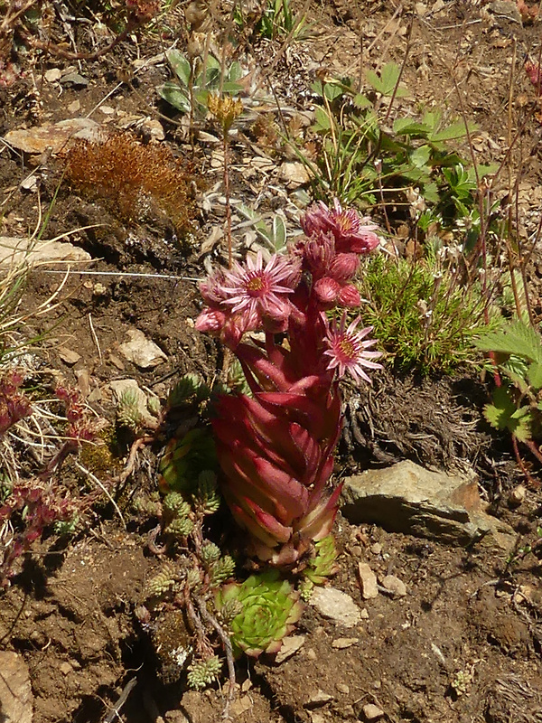 skalnica wettsteinova Sempervivum wettsteinii Letz, ined.