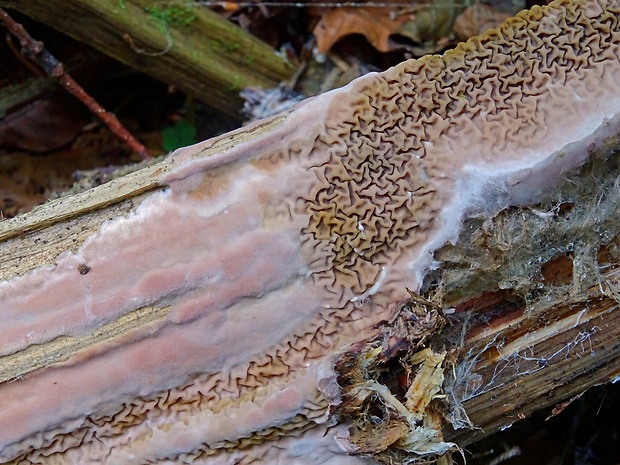 drevokaz lesný Serpula himantioides (Fr.) P. Karst.