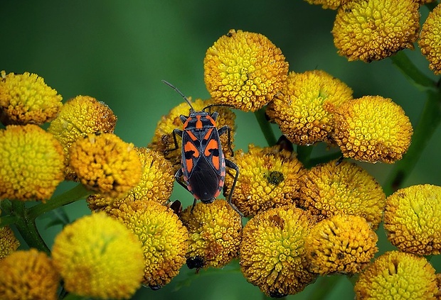 behavka skalná (sk) / ploštička luční (cz) Spilostethus saxatilis (Scopoli, 1763)