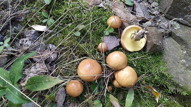 masliak zrnitý Suillus granulatus (L.) Roussel