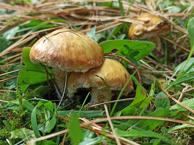 masliak sibírsky Suillus sibiricus (Singer) Singer