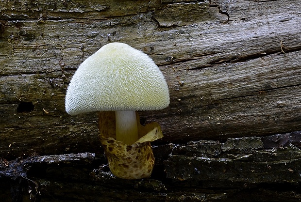 pošvovec stromový Volvariella bombycina (Schaeff.) Singer