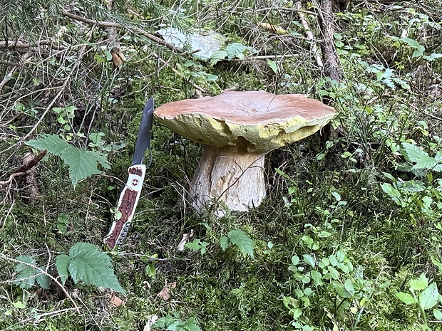 hríb smrekový Boletus edulis Bull.