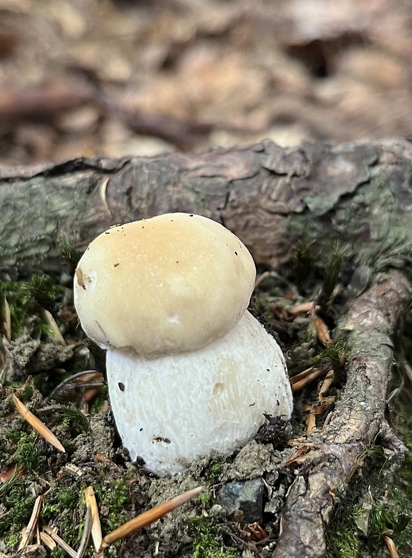 hríb smrekový Boletus edulis Bull.