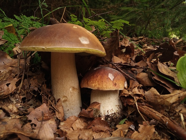 hríb smrekový Boletus edulis Bull.